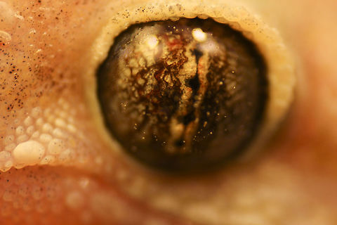 Mediterranean Gecko (Hemidactylus turcicus) Super Macro of a gecko eye. Geotagged,Hemidactylus turcicus,Mediterranean house gecko,United States