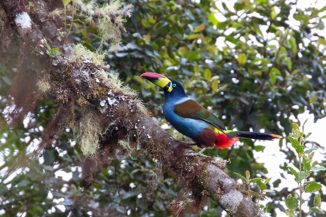 Grey-breasted mountain toucan (Andigena hypoglauca) PN Yanachaga Chemill&eacute;n - Santa Barbara, Pasco, Peru. Jul 30, 2020 Andigena hypoglauca,Geotagged,Grey-breasted mountain toucan,Peru,Winter