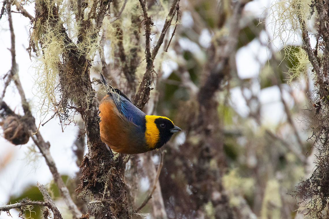 Golden-collared tanager (Iridosornis jelskii) PN Yanachaga Chemill&eacute;n - Santa Barbara, Pasco, Peru. Aug 8, 2020 Geotagged,Golden-collared tanager,Iridosornis jelskii,Peru,Winter