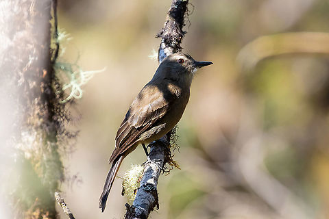 Smoky bush tyrant (Myiotheretes fumigatus) PN Yanachaga Chemill&eacute;n - Santa Barbara, Pasco, Peru. Aug 3, 2020 Geotagged,Myiotheretes fumigatus,Peru,Smoky bush tyrant,Winter