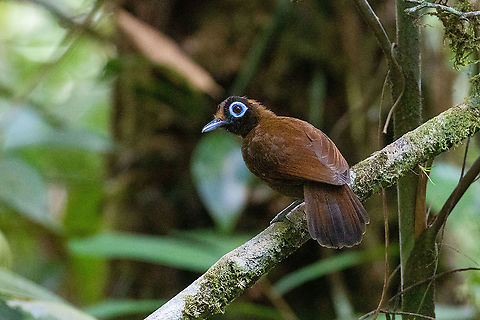 Hairy-crested antbird (Rhegmatorhina melanosticta) PNYC - El Paujil, Pasco, Peru. Aug 25, 2020 Geotagged,Hairy-crested antbird,Peru,Rhegmatorhina melanosticta,Winter