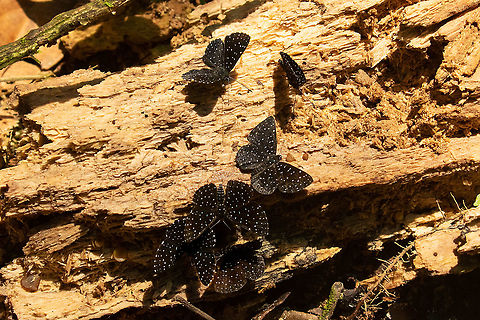 Starry Night Metalmark (Echydna punctata) PNYC - El Paujil, Pasco, Peru. Aug 30, 2020 Echydna punctata,Geotagged,Peru,Starry Night Metalmark,Winter