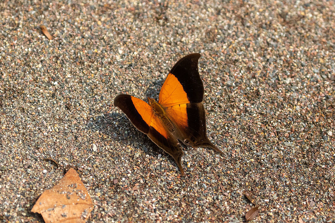Sunset daggerwing (Marpesia furcula) PNYC - El Paujil, Pasco, Peru. Aug 30, 2020 Geotagged,Marpesia furcula,Peru,Winter