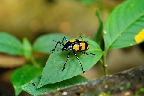 Scaphidomorphus bosci (Erotylidae) PNYC - EL Paujil, Pasco, Peru. Aug 29, 2020 Geotagged,Peru,Scaphidomorphus bosci,Winter