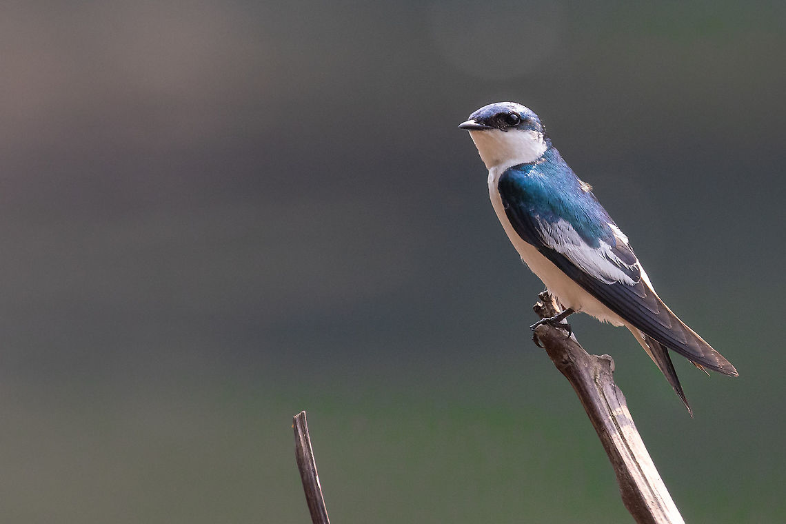White-winged Swallow (Tachycineta albiventer) PNYC - El Paujil, Peru, Pasco. Aug 30, 2020 Geotagged,Peru,Tachycineta albiventer,White-winged Swallow,Winter