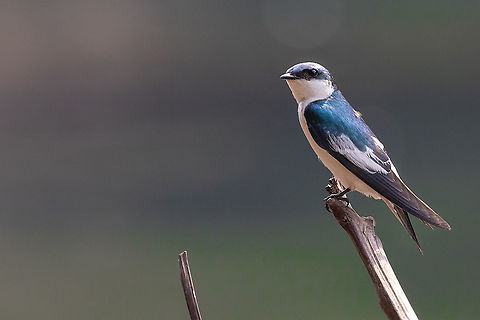 White-winged Swallow (Tachycineta albiventer) PNYC - El Paujil, Peru, Pasco. Aug 30, 2020 Geotagged,Peru,Tachycineta albiventer,White-winged Swallow,Winter