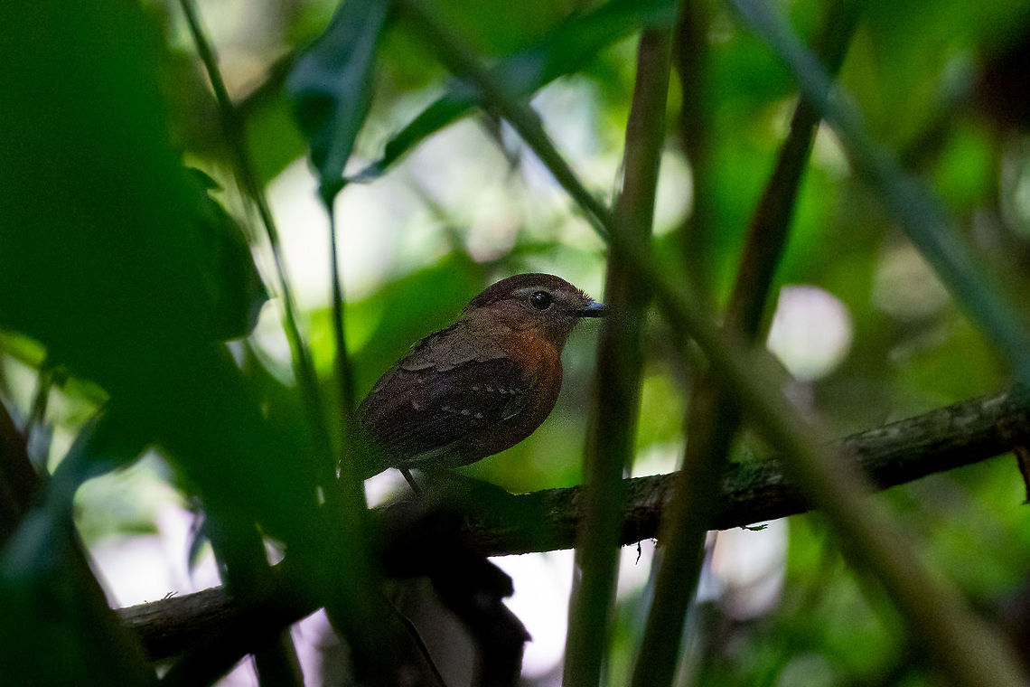 Ash-throated gnateater (Conopophaga peruviana) PNYC - El Paujil, Pasco, Peru. Aug 30, 2020 Ash-throated gnateater,Conopophaga peruviana,Geotagged,Peru,Winter