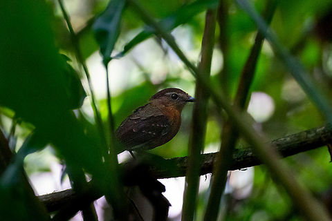 Ash-throated gnateater