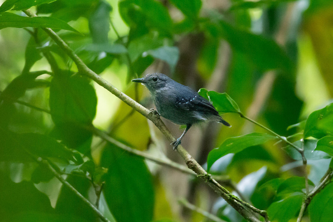 Grey antwren (Myrmotherula menetriesii) PNYC - El Paujil, Pasco, Peru. Aug 30, 2020 Geotagged,Grey antwren,Myrmotherula menetriesii,Peru,Winter