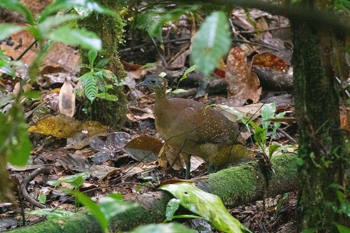 White-throated tinamou (Tinamus guttatus) PNYC - El Paujil, Pasco, Peru. Aug 30, 2020 Geotagged,Peru,Tinamus guttatus,White-throated tinamou,Winter