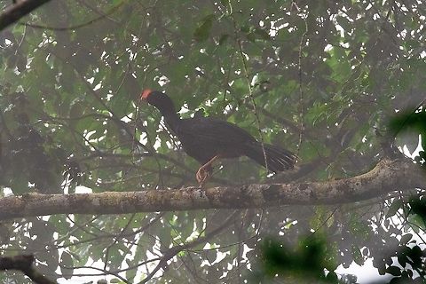Razor-billed Curassow (Mitu tuberosum) PNYC - El Paujil, Pasco, Peru. Aug 30, 2020 Geotagged,Mitu tuberosum,Peru,Razor-billed Curassow,Winter