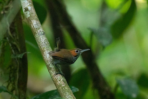 Tawny-faced gnatwren (Microbates cinereiventris) PNYC - EL Paujil, Pasco, Peru. Aug 29, 2020 Geotagged,Microbates cinereiventris,Peru,Tawny-faced gnatwren,Winter