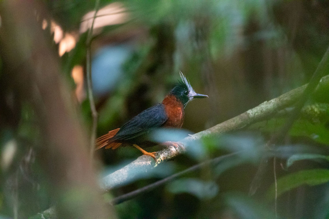 White-plumed antbird (Pithys albifrons) PNYC - El Paujil, Pasco, Peru. AUg 29, 2020 Geotagged,Peru,Pithys albifrons,White-plumed antbird,Winter