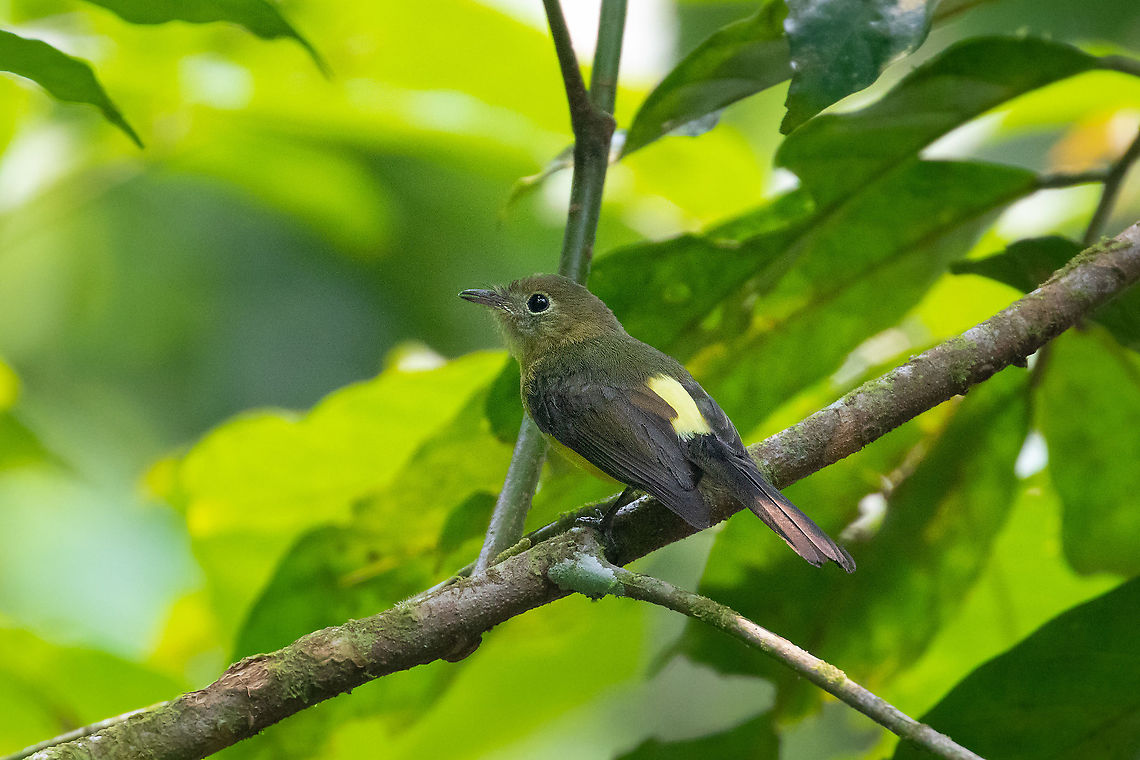 Whiskered flycatcher (Myiobius barbatus) PNYC - El Paujil, Pasco, Peru. Aug 29, 2020 Geotagged,Myiobius barbatus,Peru,Whiskered myiobius,Winter
