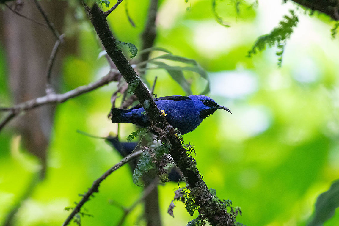 Purple honeycreeper (Cyanerpes caeruleus) PNYC - El Paujil, Pasco, Peru. Aug 29, 2020 Cyanerpes caeruleus,Geotagged,Peru,Purple honeycreeper,Winter