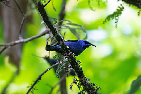Purple honeycreeper (Cyanerpes caeruleus) PNYC - El Paujil, Pasco, Peru. Aug 29, 2020 Cyanerpes caeruleus,Geotagged,Peru,Purple honeycreeper,Winter
