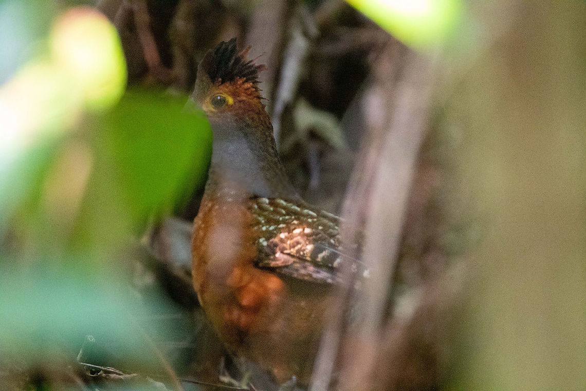 Starred wood quail (Odontophorus  stellatus) PNYC - El Paujil, Pasco, Peru. Aug 29, 2020 Geotagged,Odontophorus  stellatus,Peru,Starred wood quail,Winter
