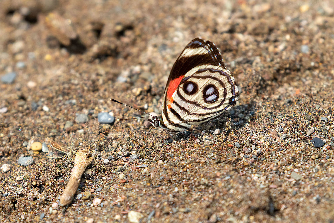 Catagramma hystapes (Nymphalidae) PNYC - El Paujil, Pasco, Peru. Aug 29, 2020 Catagramma hystaspes,Geotagged,Peru,Summer,Winter