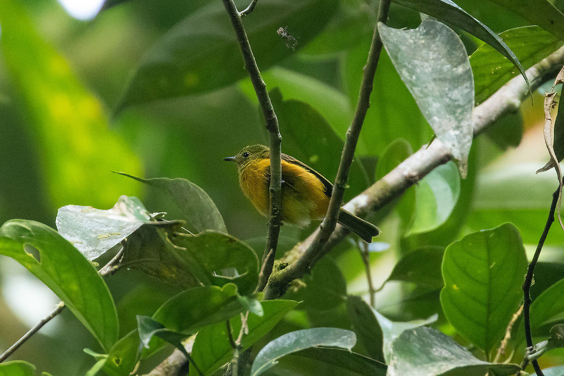 Ochre-bellied flycatcher (Mionectes oleagineus) PNYC - El Paujil, Pasco, Peru. Aug 29, 2020 Geotagged,Mionectes oleagineus,Ochre-bellied flycatcher,Peru,Winter