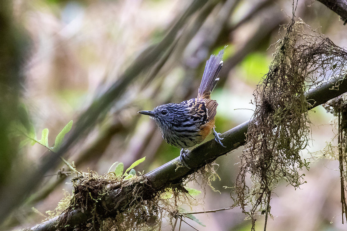 Streak-headed antbird (Drymophila striaticeps) Carretera Antena, Oxapampa, Pasco, Peru. Sep 17, 2020 Drymophila striaticeps,Geotagged,Peru,Streak-headed antbird,Winter