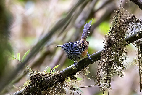 Streak-headed antbird (Drymophila striaticeps) Carretera Antena, Oxapampa, Pasco, Peru. Sep 17, 2020 Drymophila striaticeps,Geotagged,Peru,Streak-headed antbird,Winter
