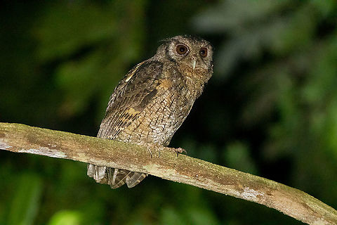 Tawny-bellied screech owl (Megascops watsonii) PNYC - El Paujil, Pasco, Peru. Aug 28, 2020 Geotagged,Megascops watsonii,Peru,Tawny-bellied screech owl,Winter