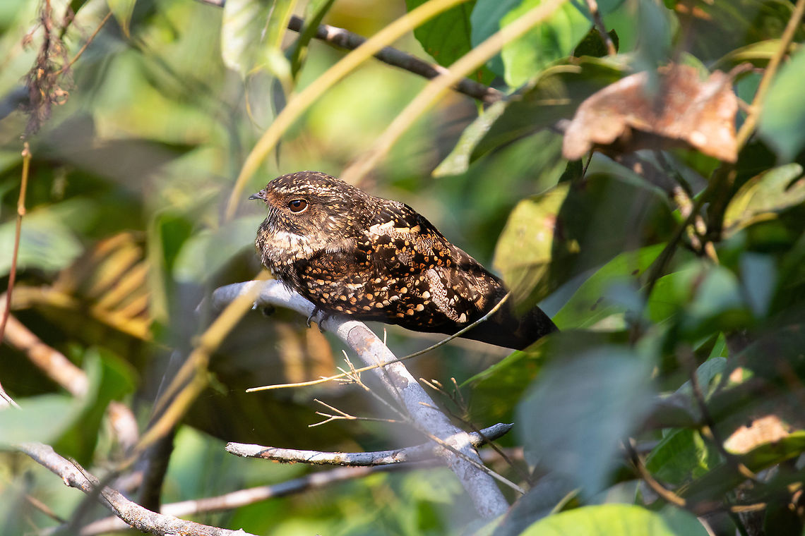 Blackish nightjar (Nyctipolus nigrescens) PNYC - El Paujil, Pasco, Peru. Aug 28, 2020 Blackish nightjar,Geotagged,Nyctipolus nigrescens,Peru,Winter