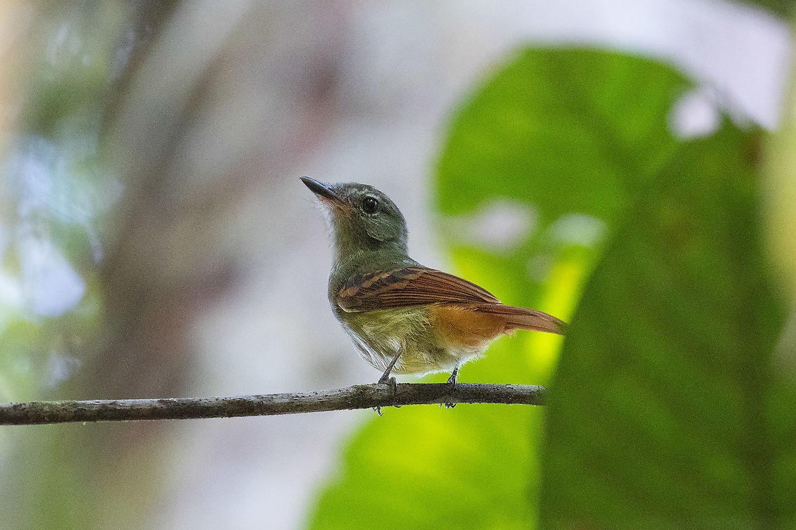 Rufous-tailed flatbill (Ramphotrigon ruficauda) PNYC - El Paujil, Pasco, Peru. Aug 28, 2020 Geotagged,Peru,Ramphotrigon ruficauda,Rufous-tailed flatbill,Winter
