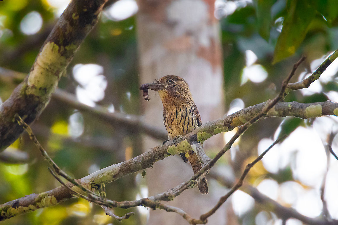 Western striolated puffbird (Nystalus obamai) PNYC - El Paujil, Pasco, Peru. Aug 28, 2020 Geotagged,Nystalus obamai,Peru,Western striolated puffbird,Winter
