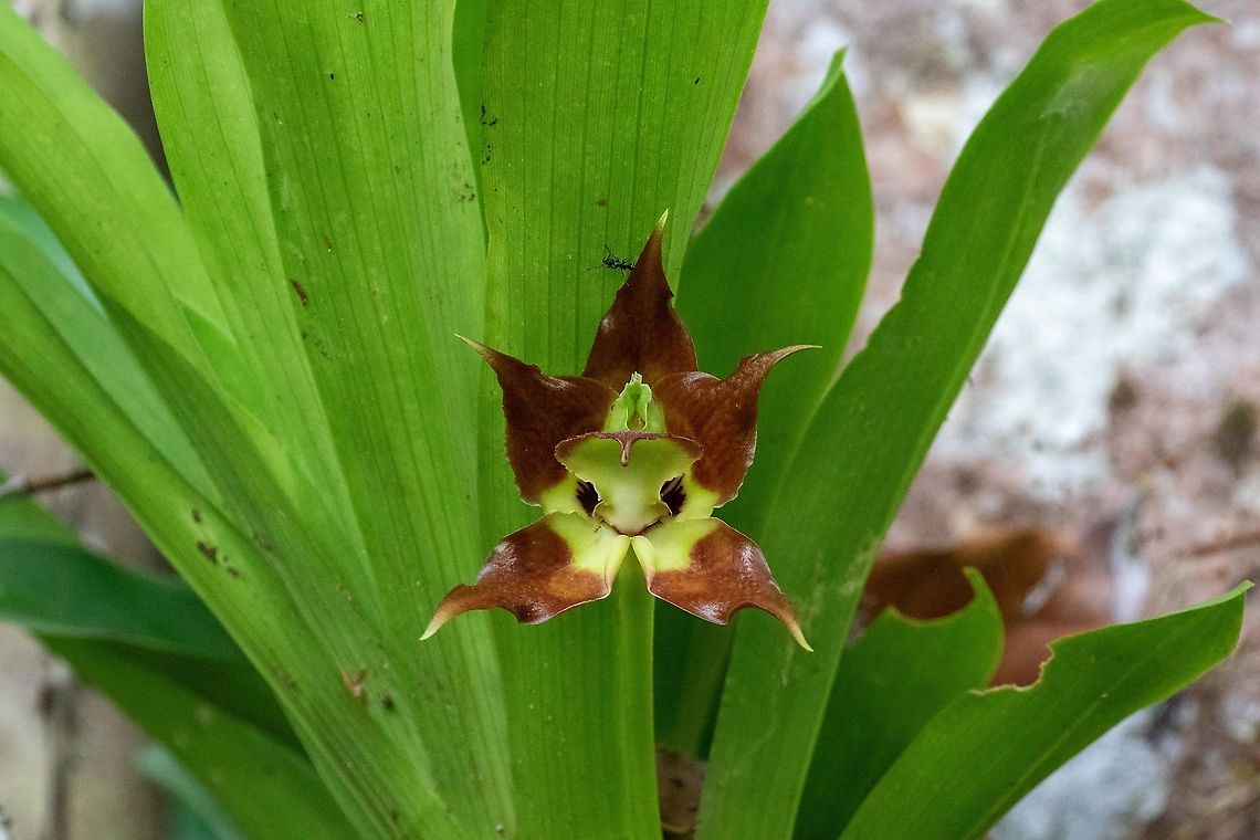 Huntleya vargasii (Orchidaceae) PNYC - El Paujil, Pasco, Peru. Aug 27, 2020 Geotagged,Huntleya vargasii,Peru,Winter