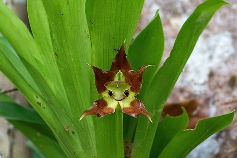 Huntleya vargasii (Orchidaceae) PNYC - El Paujil, Pasco, Peru. Aug 27, 2020 Geotagged,Huntleya vargasii,Peru,Winter