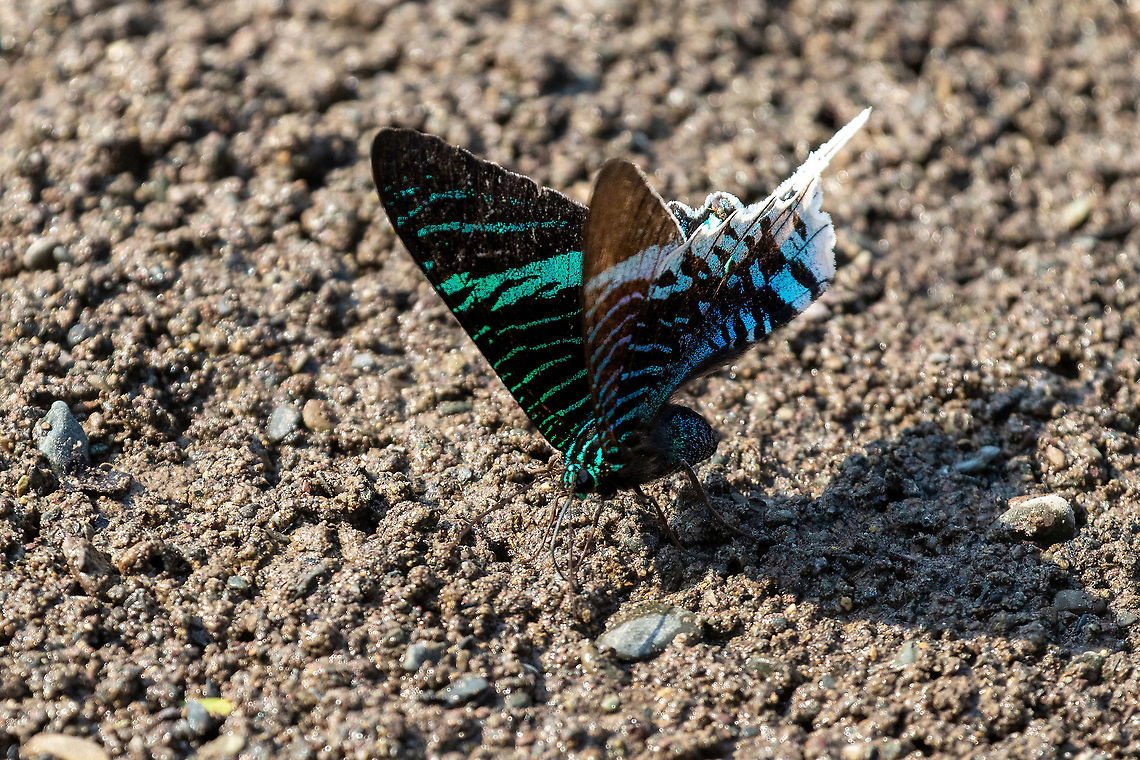 Green-banded urania (Urania leilus) PNYC - El Paujil, Pasco, Peru. Aug 27, 2020 Geotagged,Green-banded urania,Peru,Urania leilus,Winter
