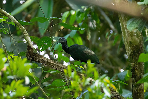Green Ibis( Mesembrinibis cayennensis) PNYC - El Paujil, Pasco, Peru. Aug 27, 2020 Geotagged,Green Ibis,Mesembrinibis cayennensis,Peru,Winter