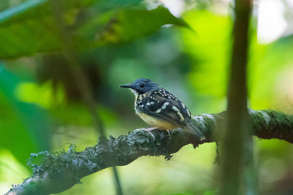 Spot-backed antbird (Hylophylax naevius) PNYC - El Paujil, Pasco, Peru. Aug 27, 2020 Geotagged,Hylophylax naevius,Peru,Spot-backed antbird,Winter