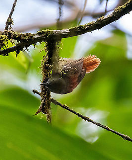 Rufous-tailed stipplethroat (Epinecrophylla erythrura) PNYC - El Paujil, Pasco, Peru. Aug 26, 2020 Epinecrophylla erythrura,Geotagged,Peru,Rufous-tailed stipplethroat,Winter