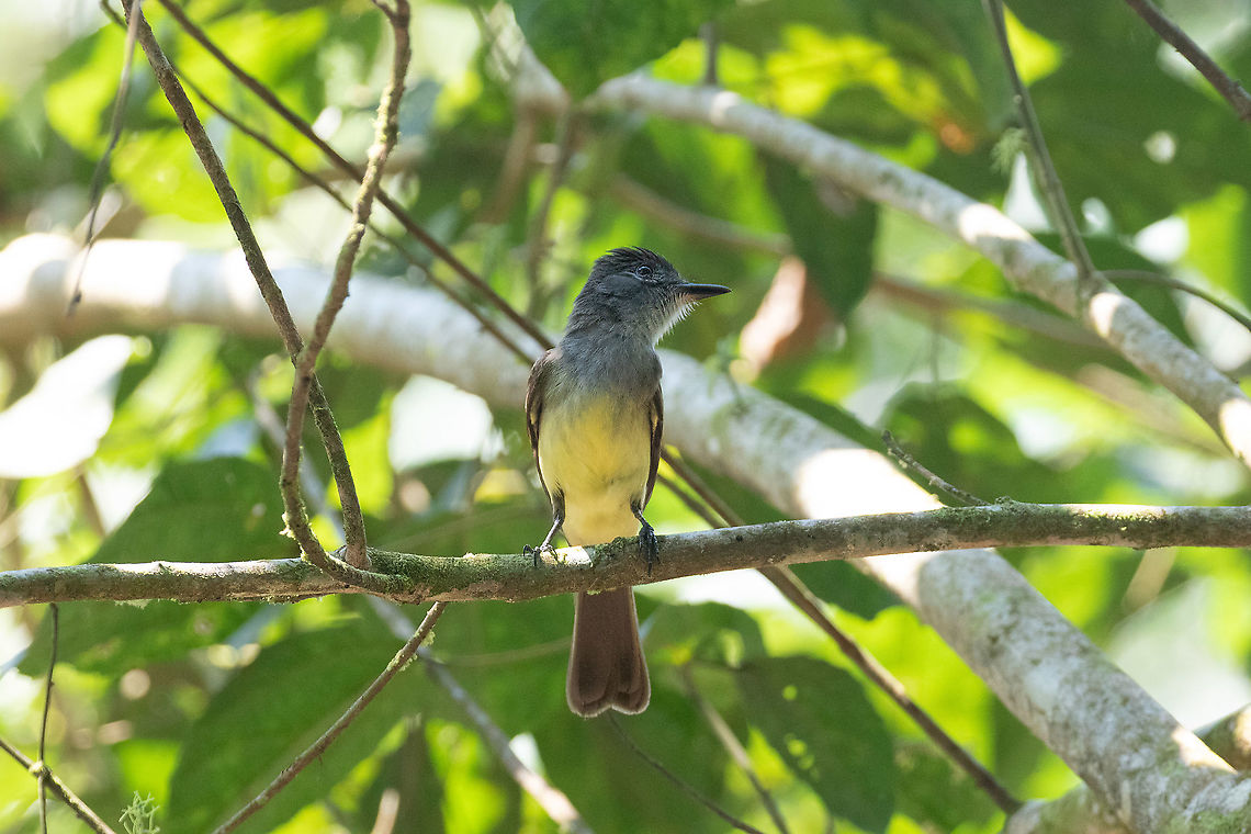 Short-crested flycatcher (Myiarchus ferox) PNYC - El Paujil, Pasco, Peru. Aug 27, 2020 Geotagged,Myiarchus ferox,Peru,winter