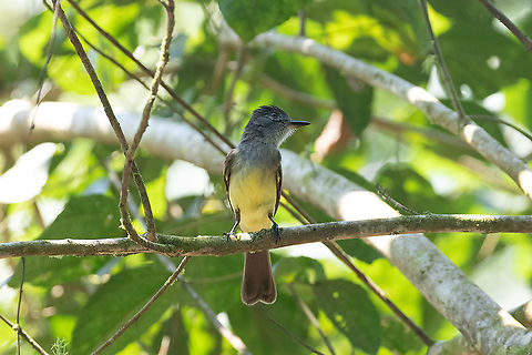 Short-crested flycatcher (Myiarchus ferox) PNYC - El Paujil, Pasco, Peru. Aug 27, 2020 Geotagged,Myiarchus ferox,Peru,winter