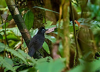 Sooty antbird (Hafferia fortis) PMYC - El Paujil, Pasco, Peru. Aug 26, 2020 Geotagged,Hafferia fortis,Peru,Sooty antbird,Winter
