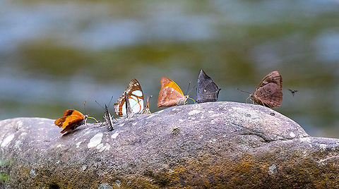 Butterfly congress by the river PNYC - EL Paujil, Pasco, Peru. Aug 26, 2020 Geotagged,Peru,Winter