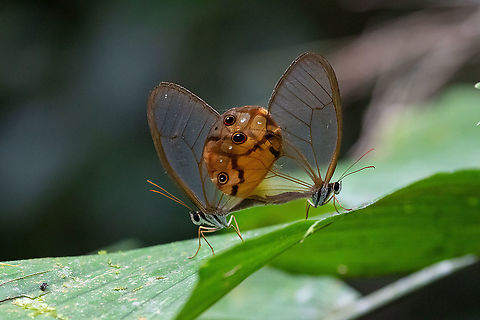 Amber phantoms (Haetera piera negra) PNYC - El Paujil, Pasco, Peru. Aug 23, 2020 Amber phantom,Geotagged,Haetera piera,Peru,Winter