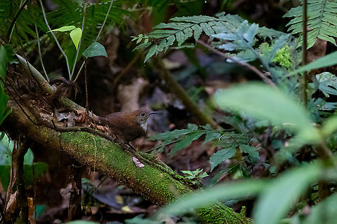 Scaly-breasted wren (Microcerculus marginatus) PNYC - El Paujil, Pasco, Peru. Aug 26, 2020 Geotagged,Microcerculus marginatus,Peru,Southern nightingale-wren,Winter