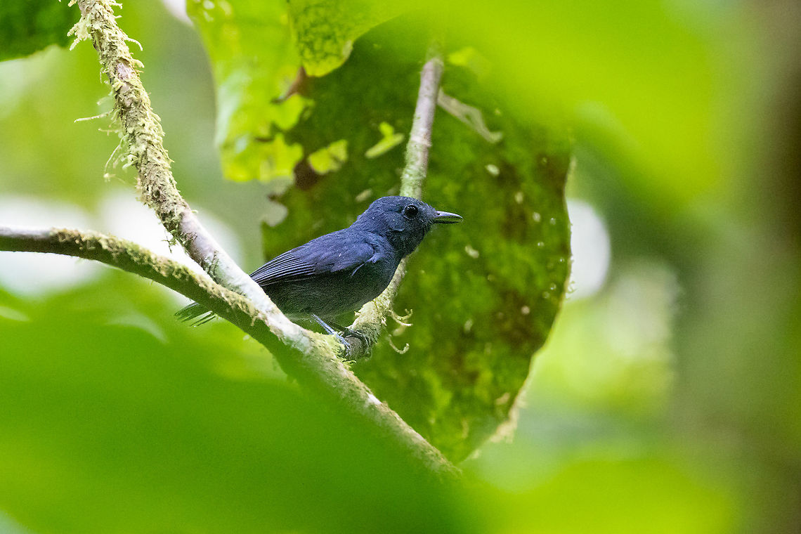 Dusky-throated antshrike (Thamnomanes ardesiacus) PNYC - El Paujil, Pasco, Peru. Aug 26, 2020 Dusky-throated antshrike,Geotagged,Peru,Thamnomanes ardesiacus,Winter