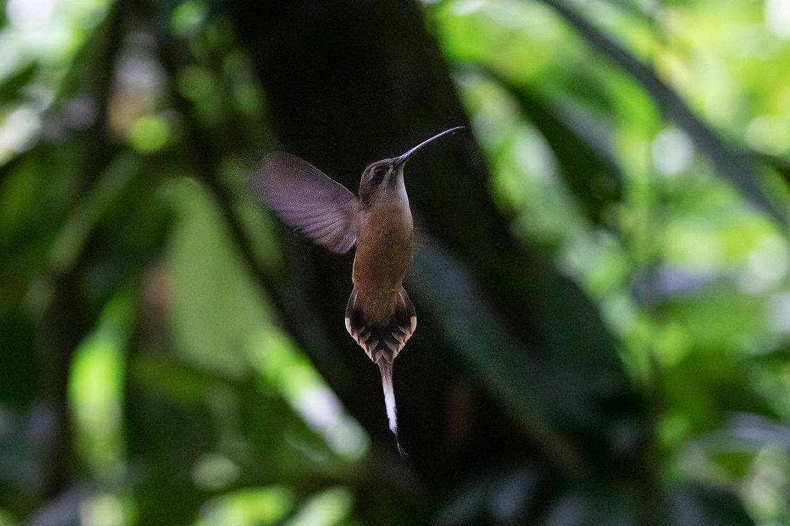 Koepcke's hermit (Phaethornis koepckeae) PNYC - El Paujil, Pasco, Peru. Aug 26, 2020 Geotagged,Koepcke's hermit,Peru,Phaethornis koepckeae,Winter