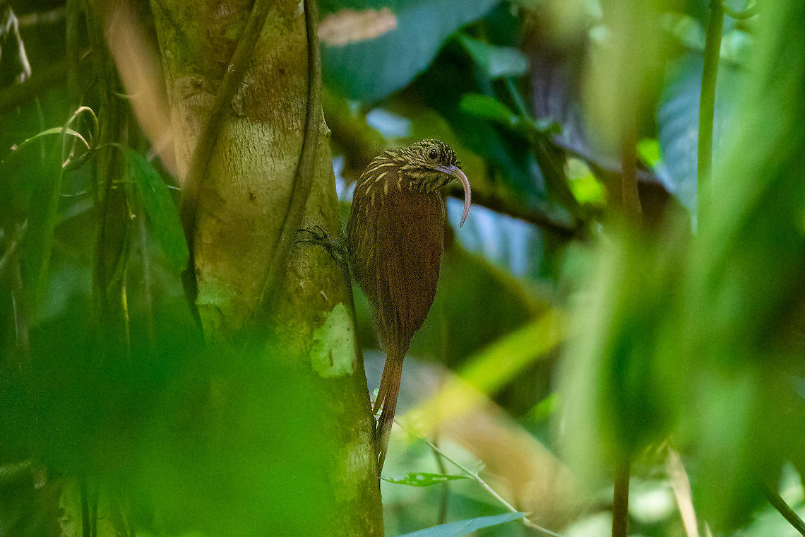Red-billed Scythebill (Campylorhamphus trochilirostris) PNYC - El Paujil, Pasco, Peru. Aug 26, 2020 Campylorhamphus trochilirostris,Geotagged,Peru,Red-billed Scythebill,Winter