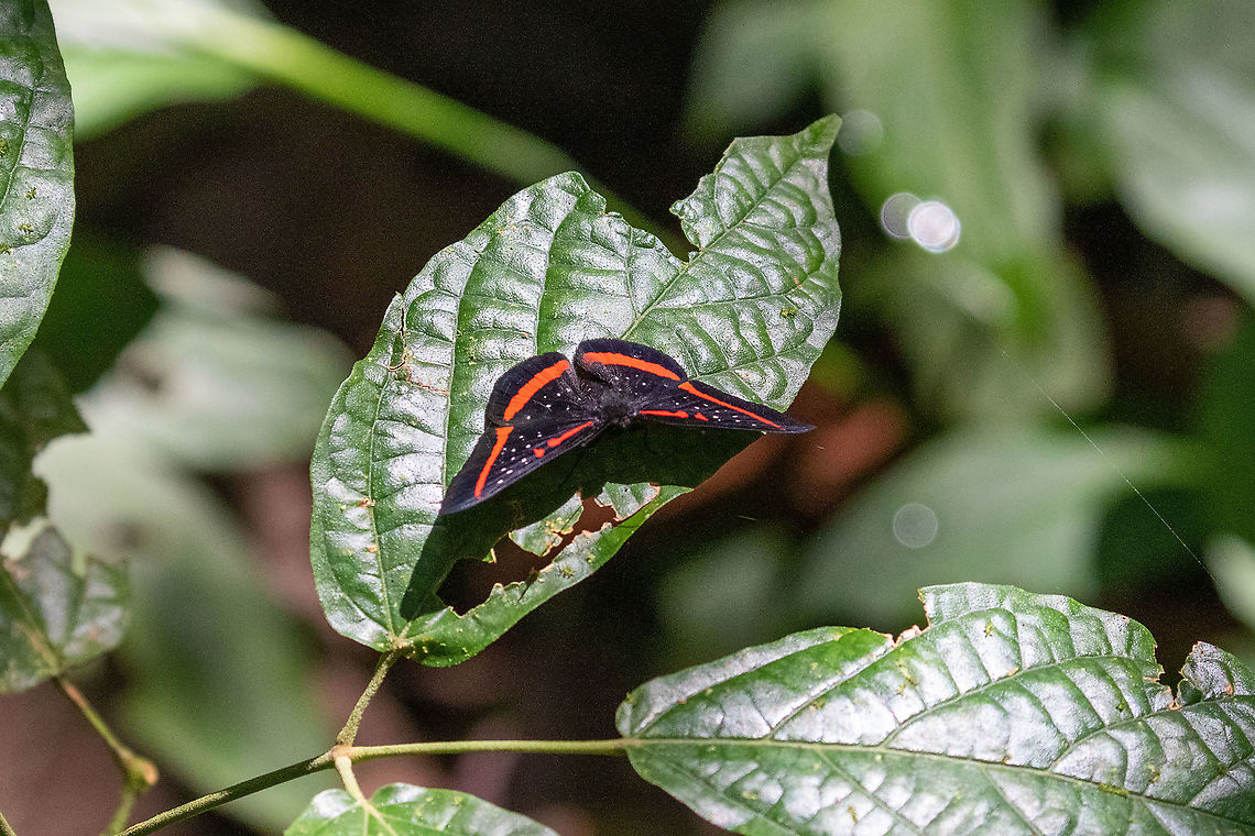 Meneria metalmark (Amarynthis meneria) PNYC - El Paujil, Pasco, Peru. Aug 26, 2020 Amarynthis,Amarynthis meneria,Geotagged,Peru,Winter
