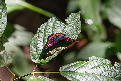 Meneria metalmark (Amarynthis meneria) PNYC - El Paujil, Pasco, Peru. Aug 26, 2020 Amarynthis,Amarynthis meneria,Geotagged,Peru,Winter