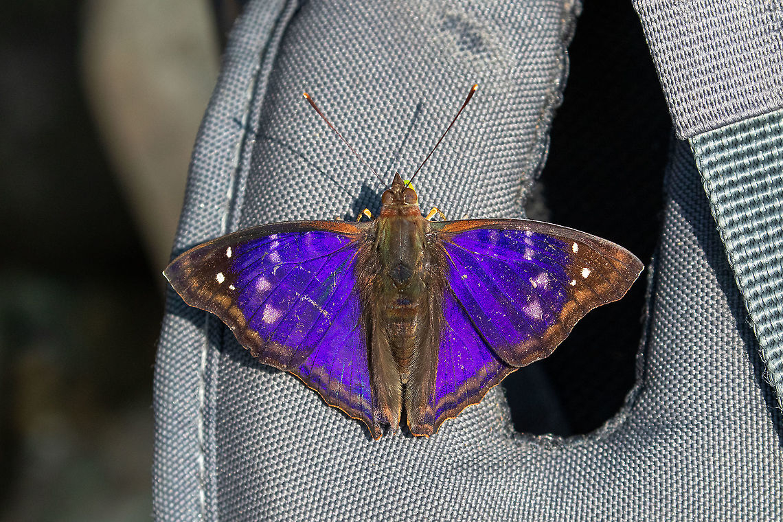 Agathina emperor (Doxocopa agathina) PNYC - El Paujil, Pasco, Peru. Aug 26, 2020 Agathina emperor,Doxocopa agathina,Geotagged,Peru,Winter