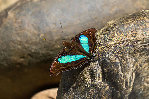 Turquoise Emperor (Doxocopa laurentia) PNYC - El Paujil, Pasco, Peru. Aug 26, 2020 Doxocopa laurentia,Geotagged,Peru,Turquoise Emperor,Winter
