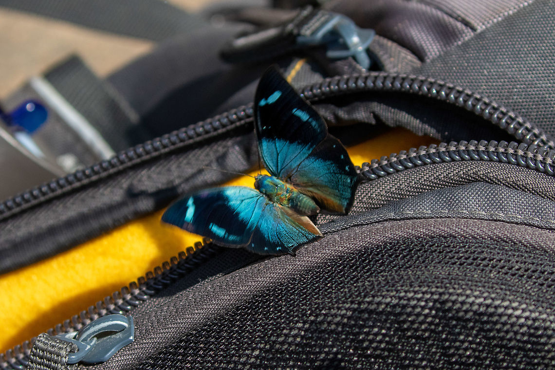 Glauce Leafwing (Memphis glauce) PNYC - El Paujil, Pasco, Peru. Aug 26, 2020 Geotagged,Glauce Leafwing,Memphis glauce,Peru,Winter