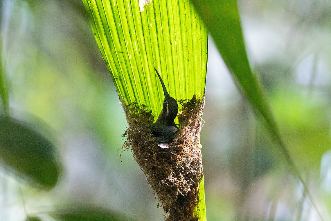 Great-billed hermit (Phaethornis malaris) PNYC - El Paujil, Pasco, Peru. Aug 25, 2020  Geotagged,Great-billed hermit,Peru,Phaethornis malaris,Winter